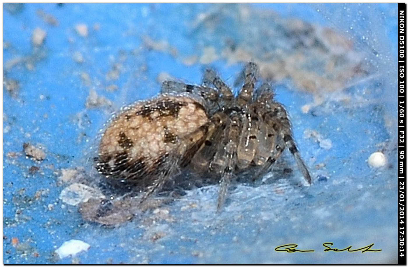 Enoplognatha cf. mandibularis; Oecobius maculatus - Alghero